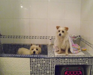 Bañera para perros