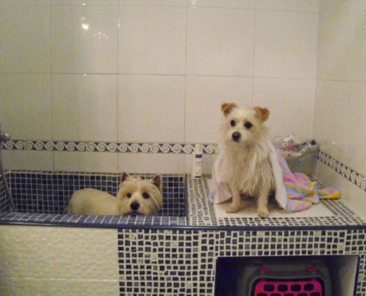 Bañera para perros » Noticias Rehabigrup